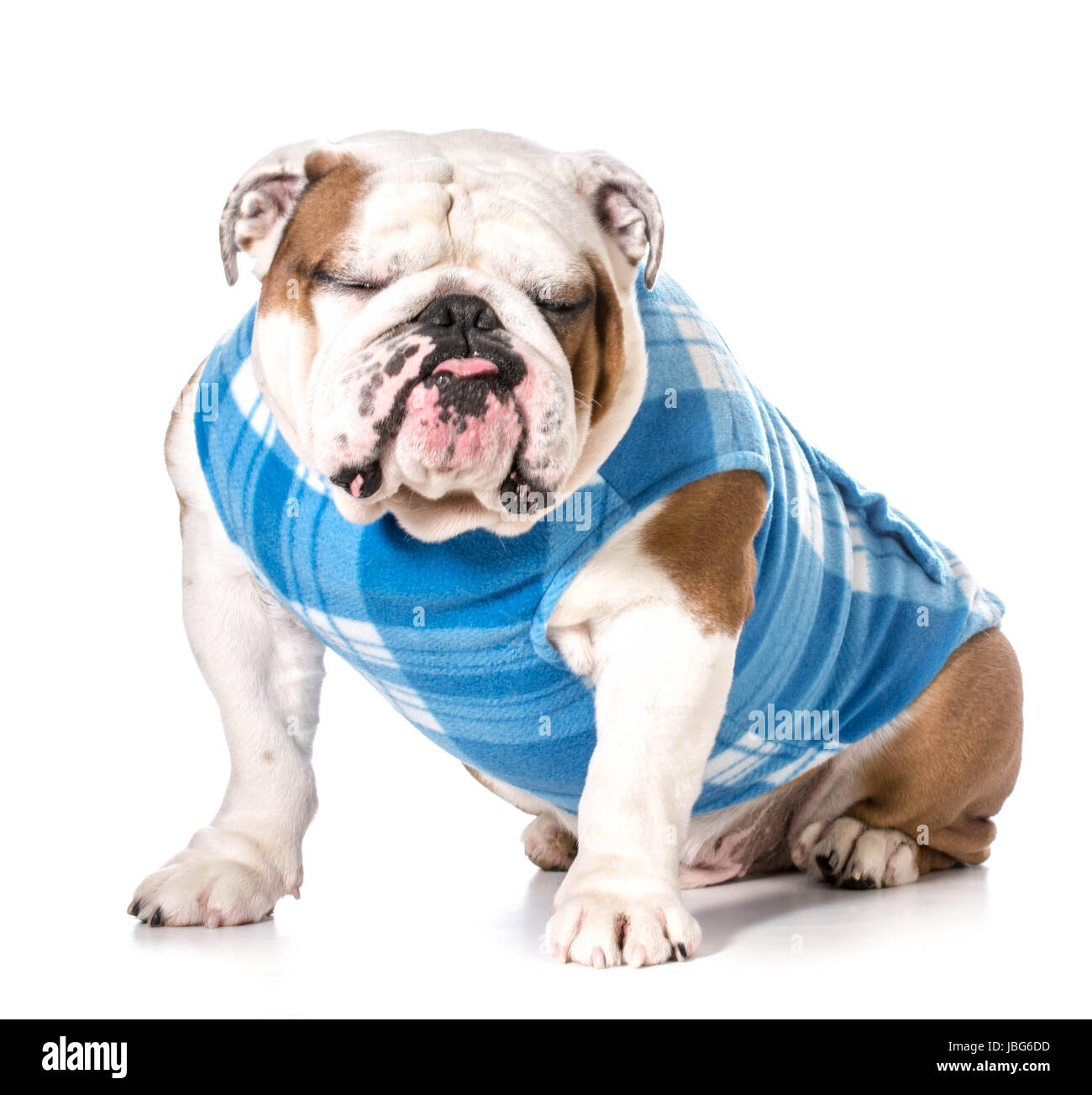 english bulldog wearing blue coat Stock Photo Alamy