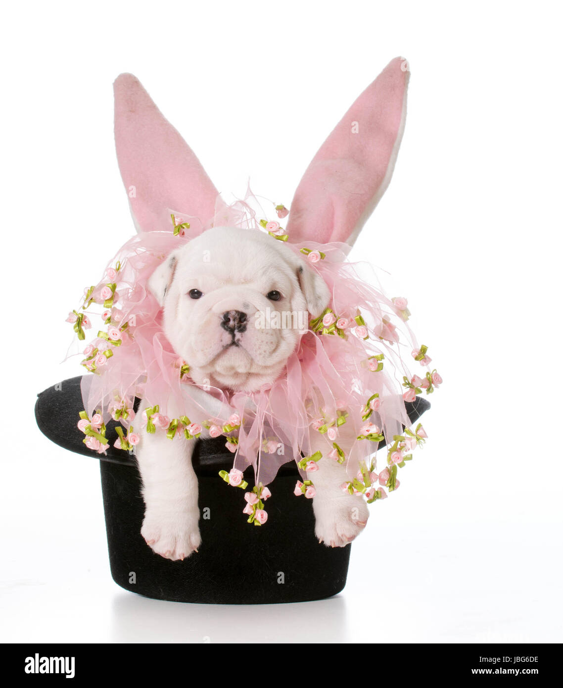 dog wearing bunny ears inside a black top hat Stock Photo
