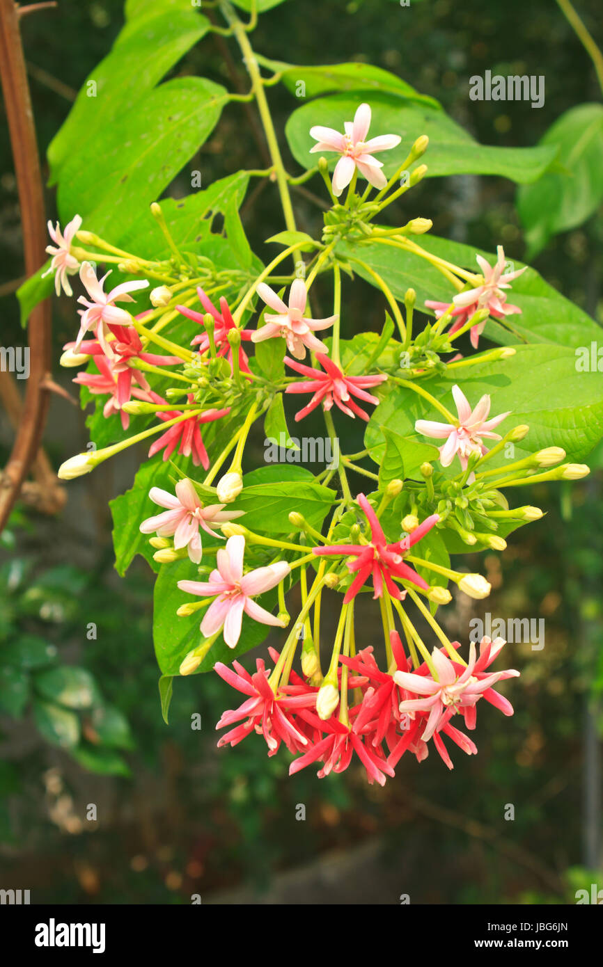 Flower in Thailand, Drunen sailor, Rangoon creeper (Quisqualis indica L.) Stock Photo