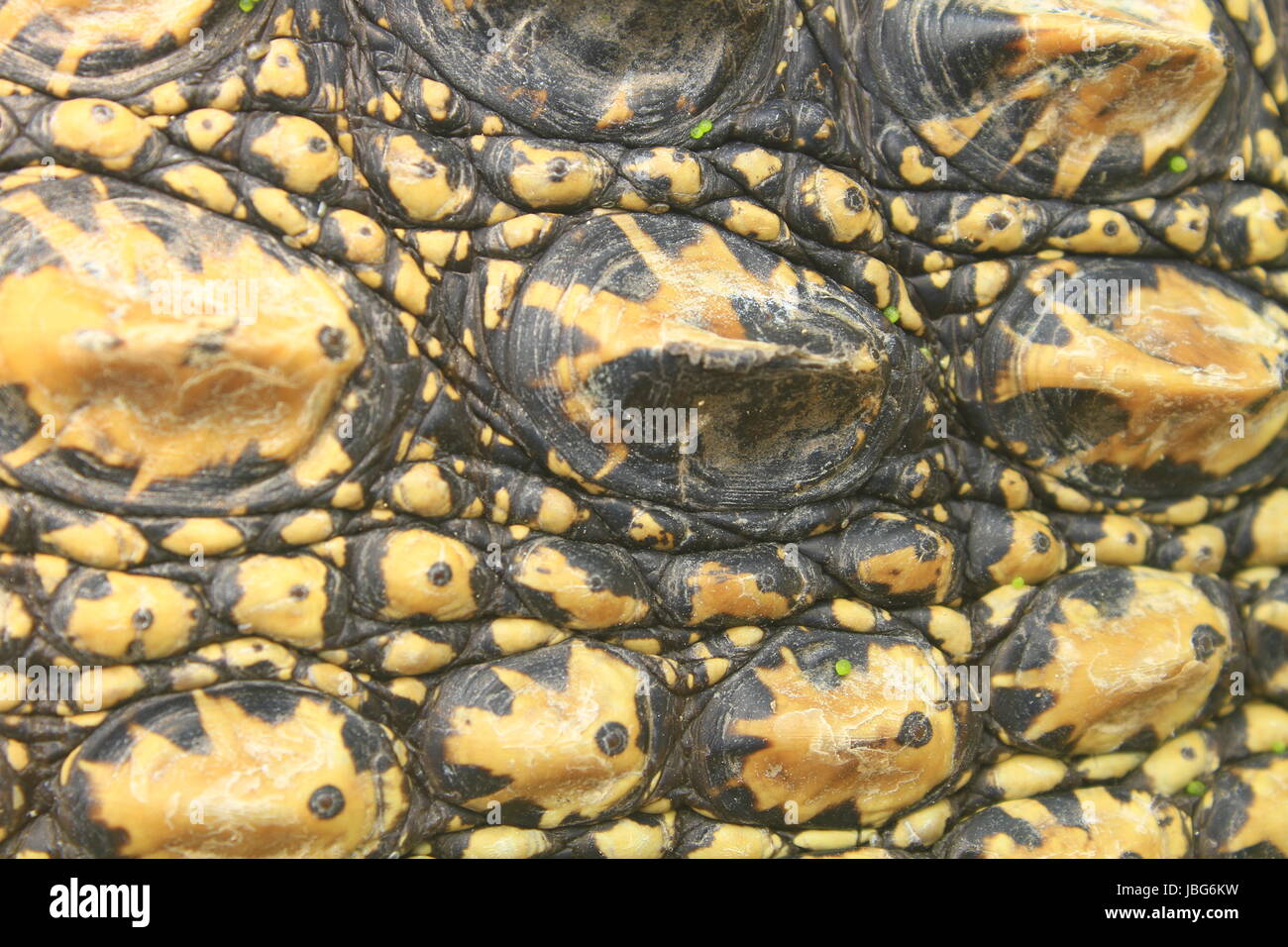 Crocodile skin texture, close up skin texture and background Stock ...