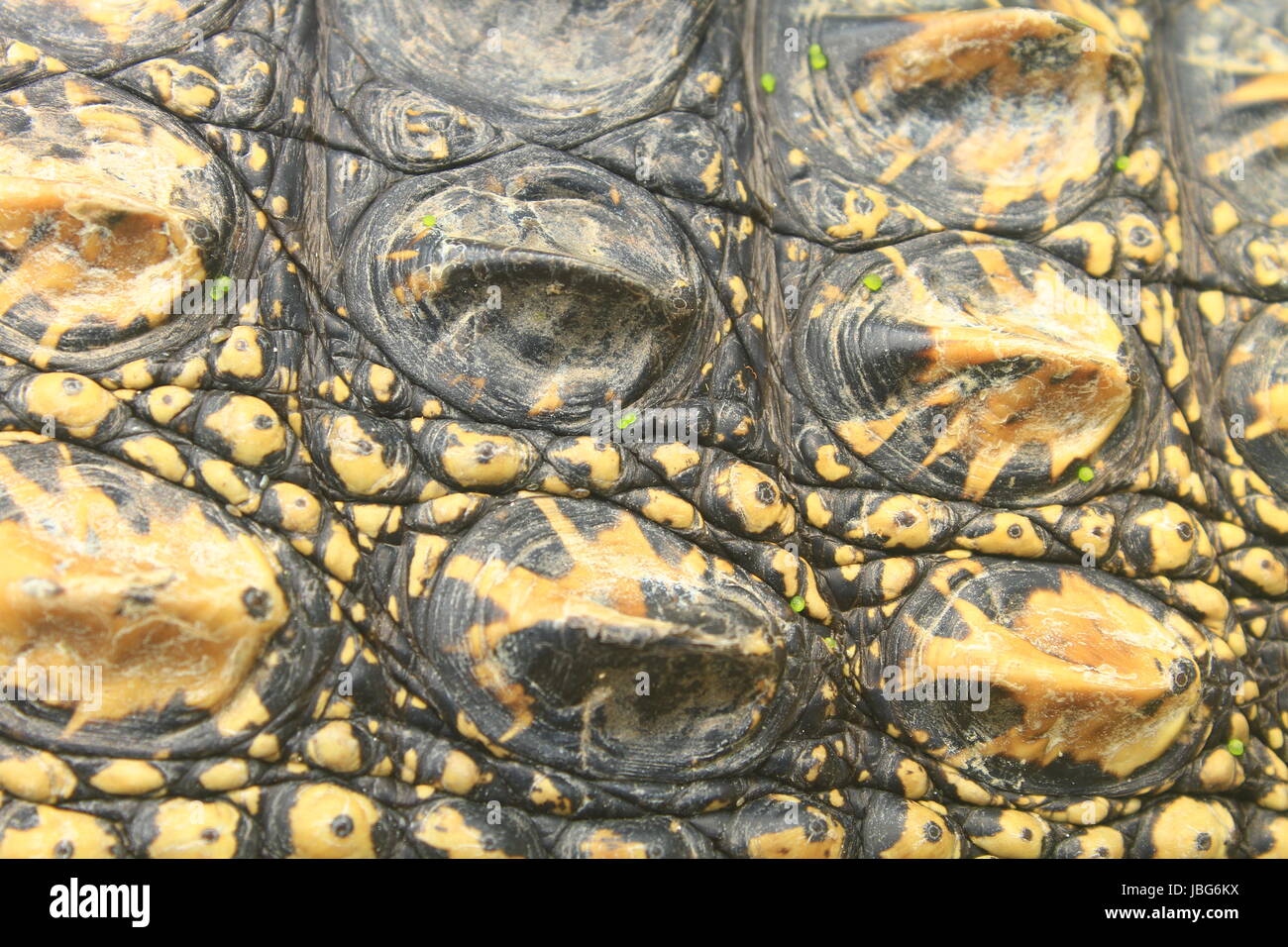 Crocodile skin texture, close up skin texture and background Stock ...