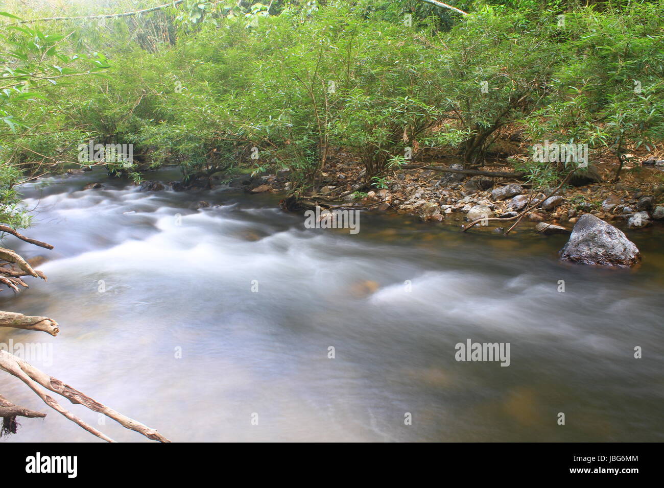 River in deep forest, river in evergreen forest in Thailand Stock Photo ...