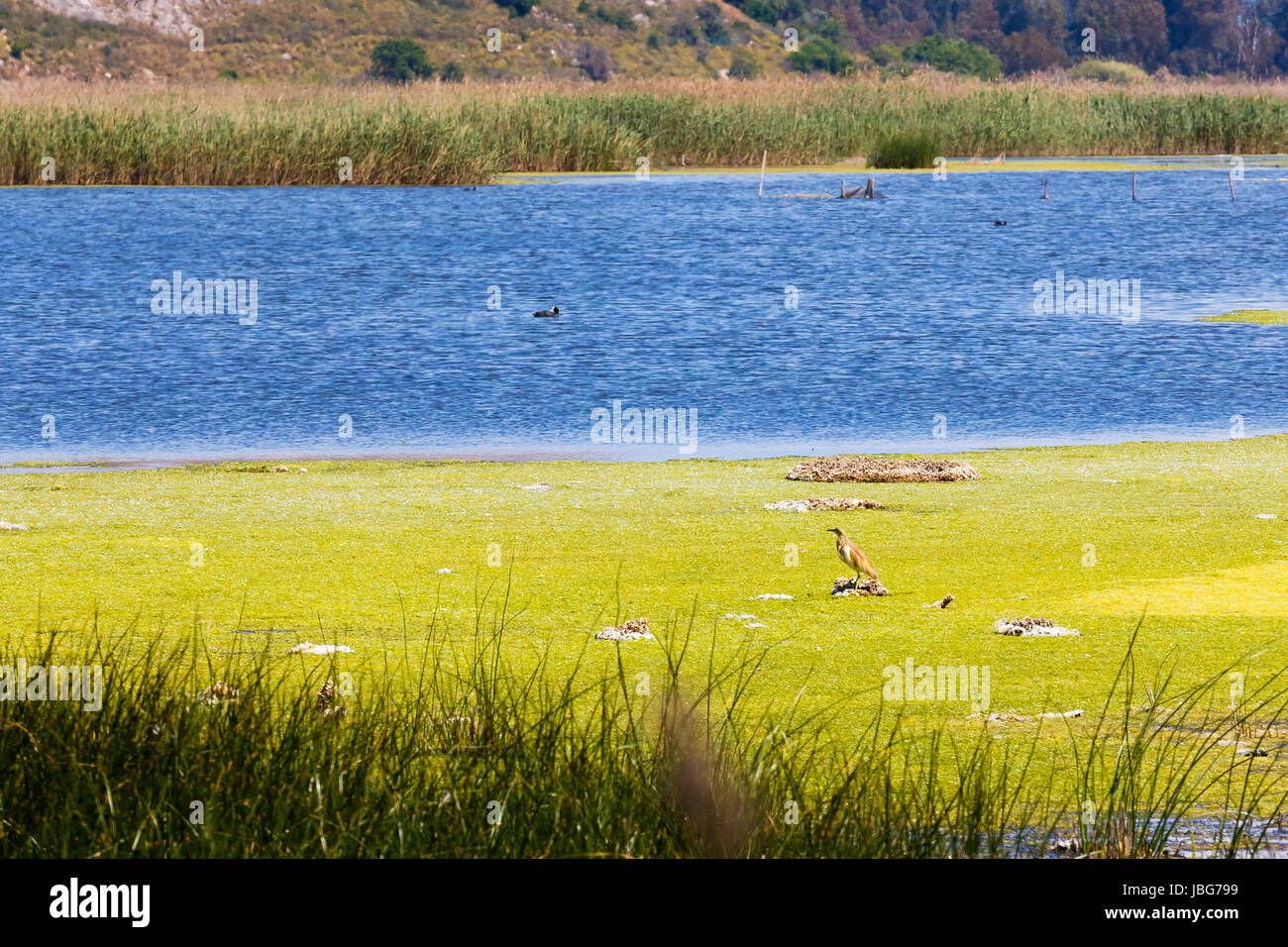 Brown egret standing still in lake or swamp in protected natura environment in Greece Stock Photo