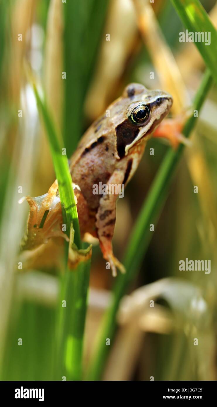 bounces hop Stock Photo