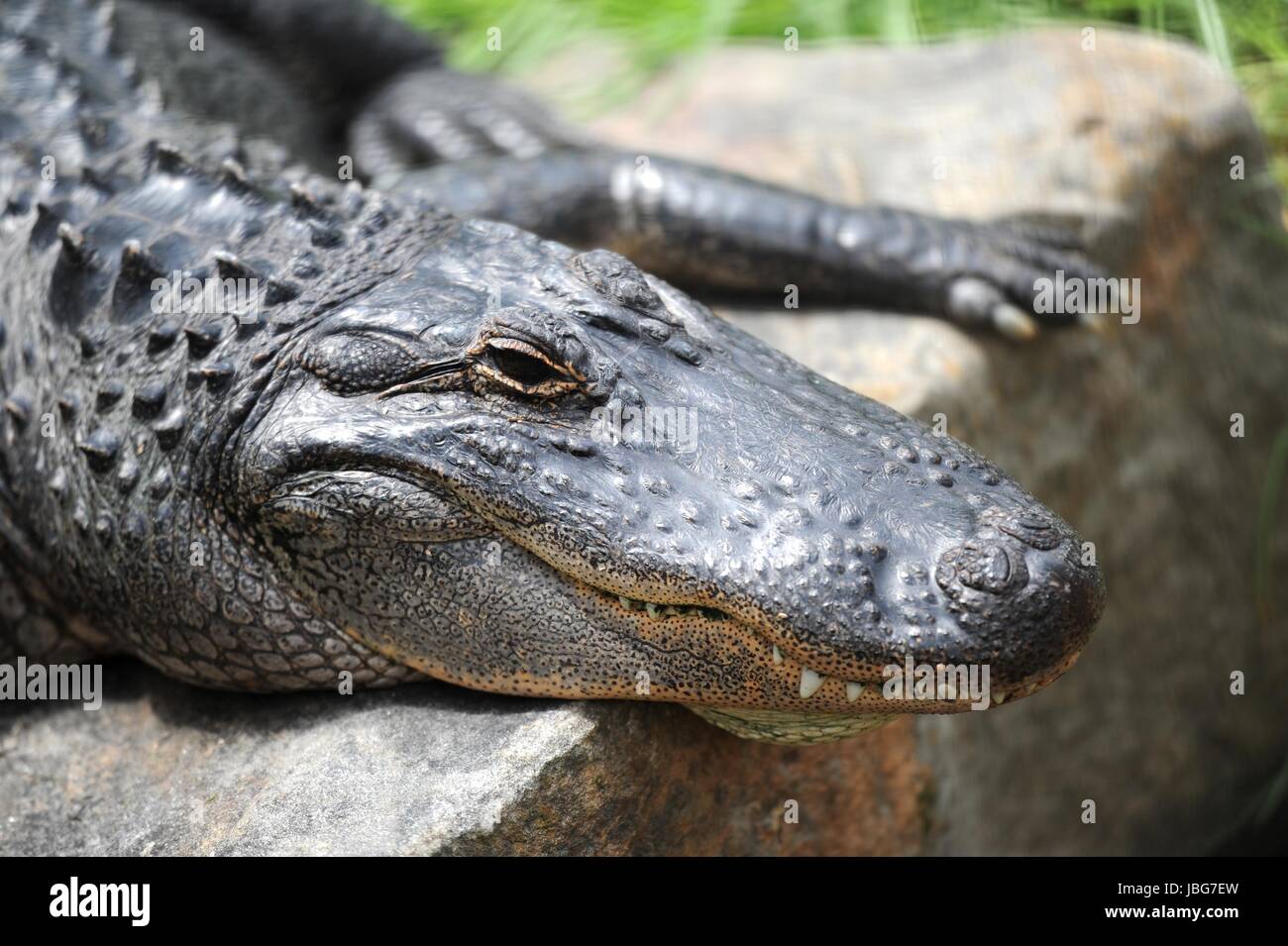 A close up shot of an American Alligator Stock Photo - Alamy