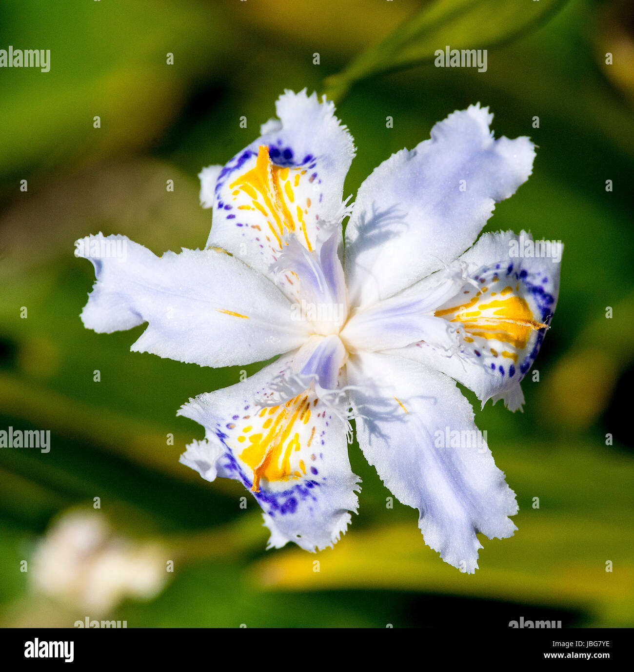 white iris in a garden in la spezia Stock Photo