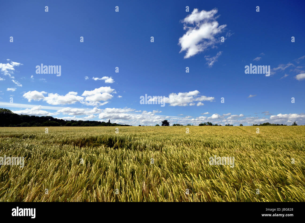 fields in the summer breeze Stock Photo - Alamy