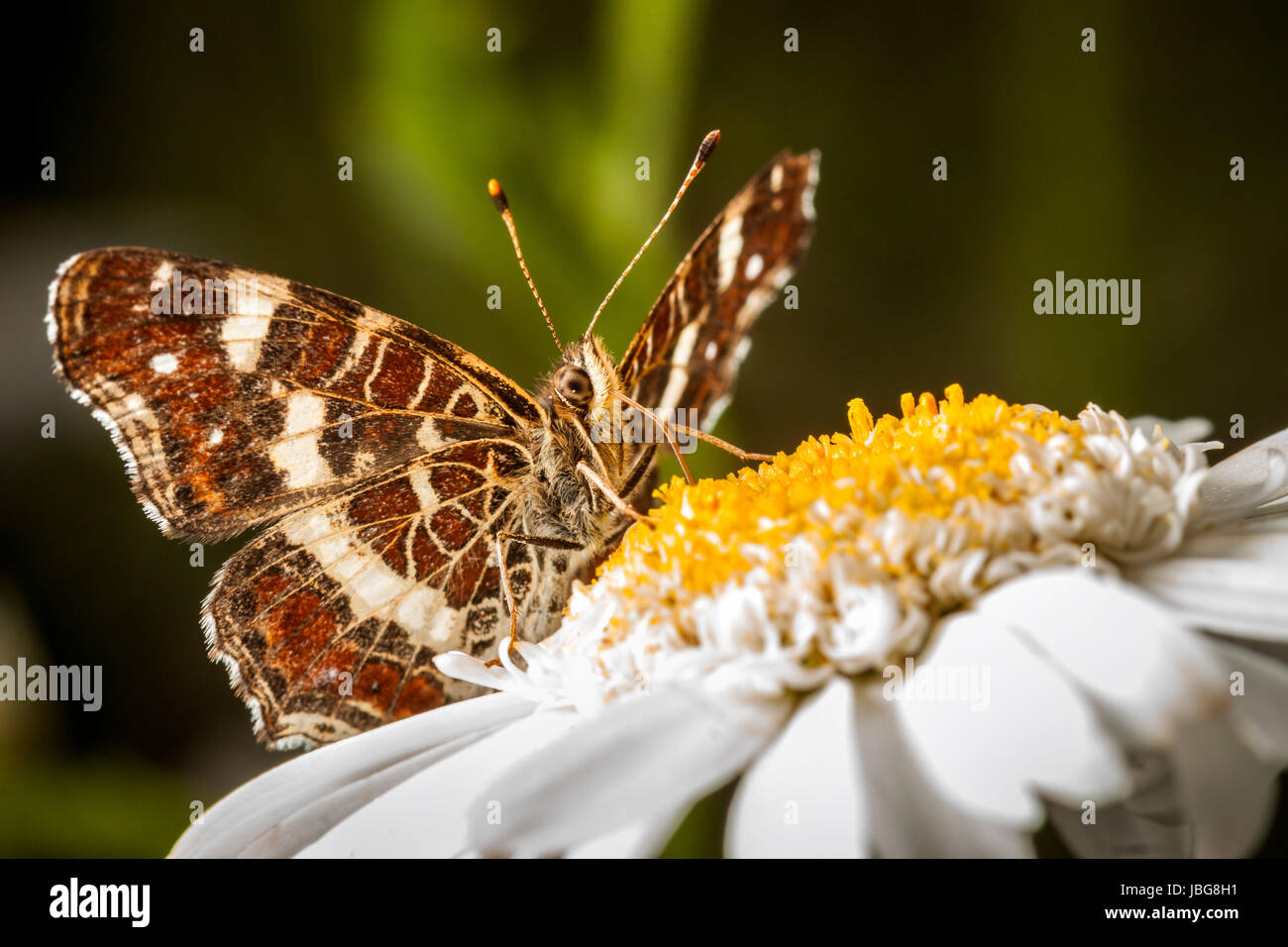 Brown Butterfly on a Marguerite - Great Banded Grayling (Brintesia circe) Stock Photo