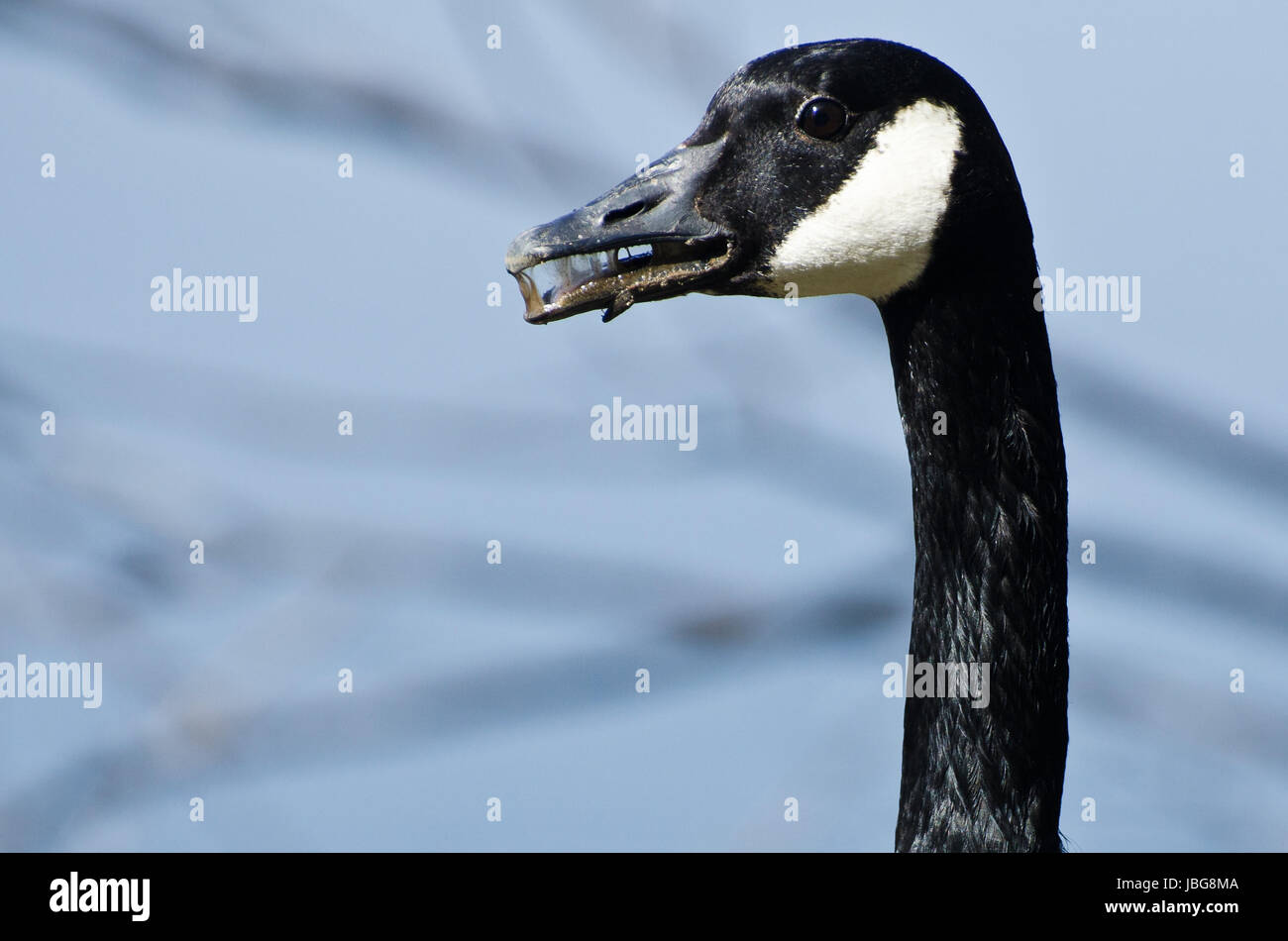 Canada Goose With a Mouth Full of Yuck Stock Photo - Alamy