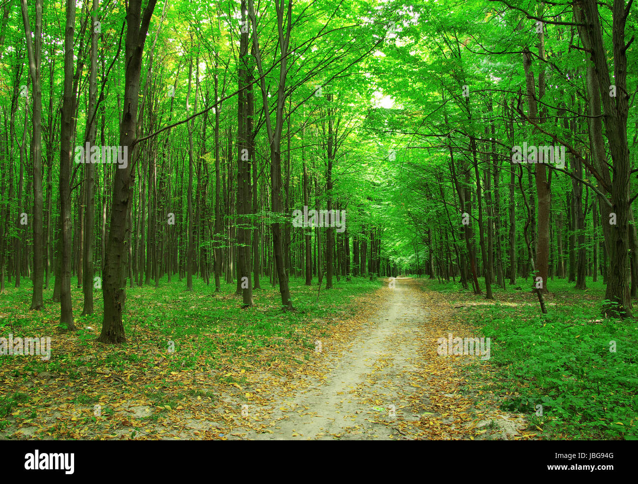 forest trees. nature green wood backgrounds Stock Photo - Alamy