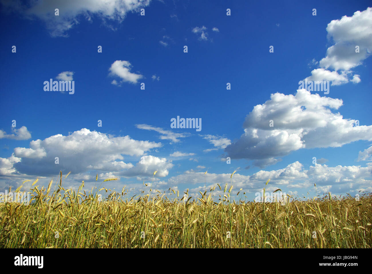 Wheat ears against the blue sky Stock Photo - Alamy