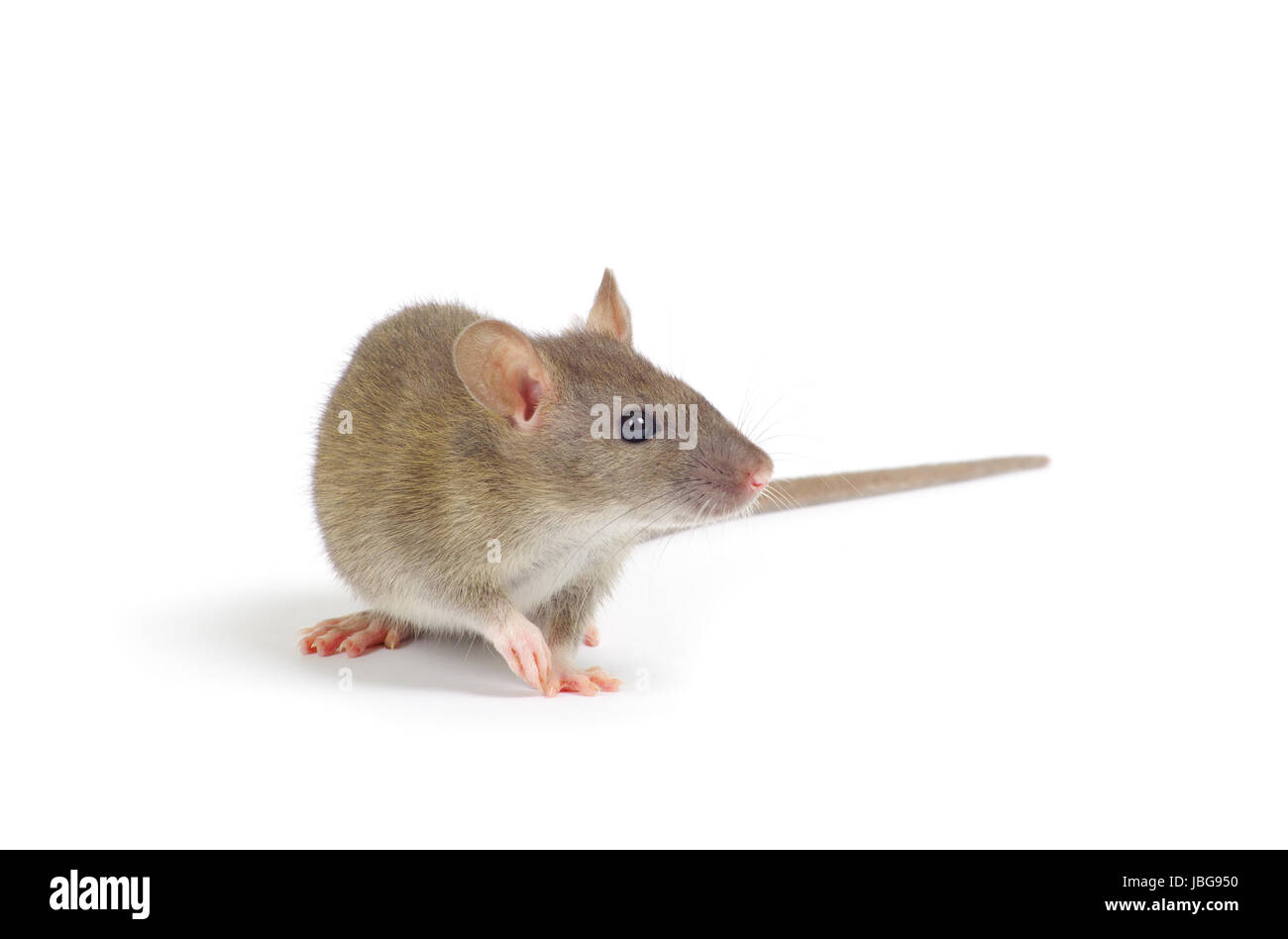 rat isolated on white background Stock Photo - Alamy