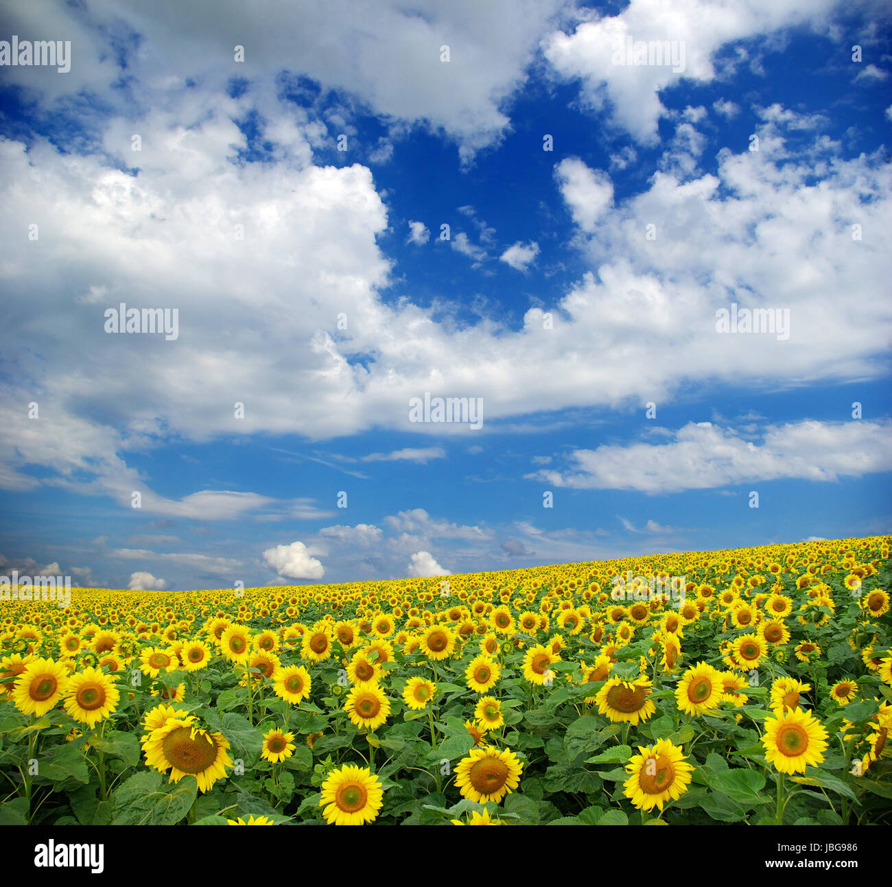 sunflower field over cloudy blue sky Stock Photo - Alamy