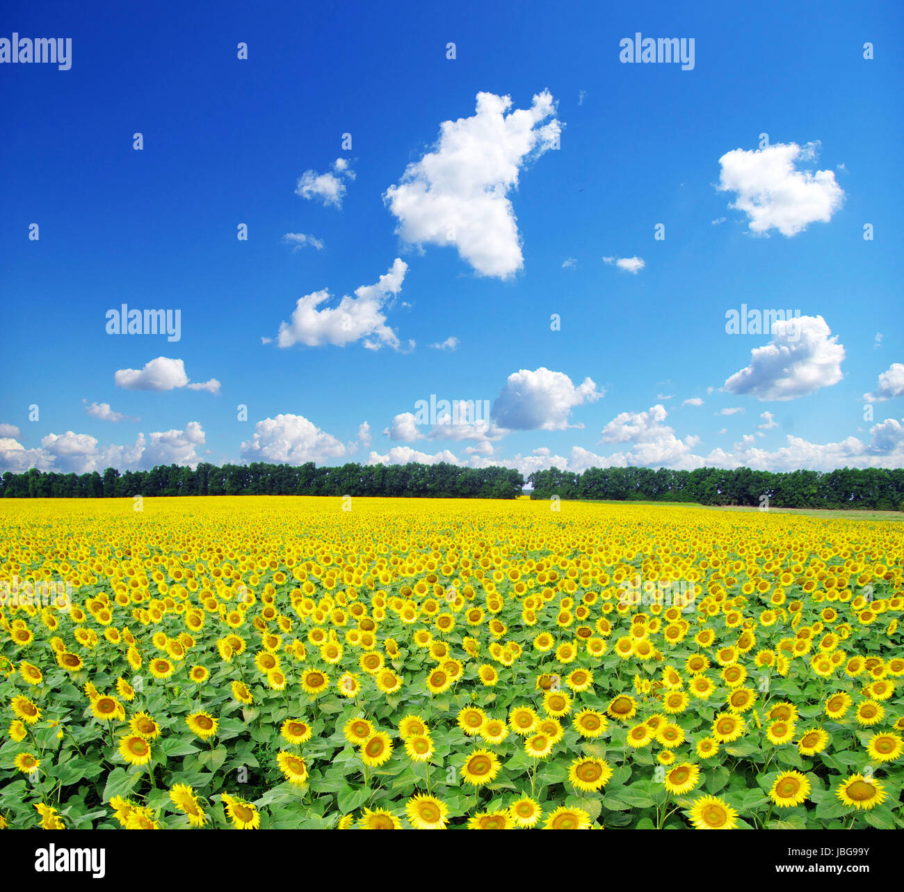 sunflower field over cloudy blue sky Stock Photo - Alamy