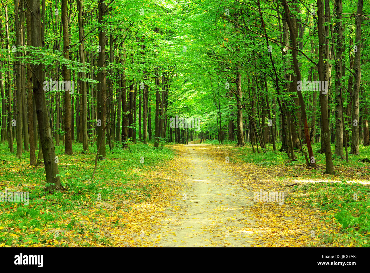 a path is in the green forest Stock Photo - Alamy