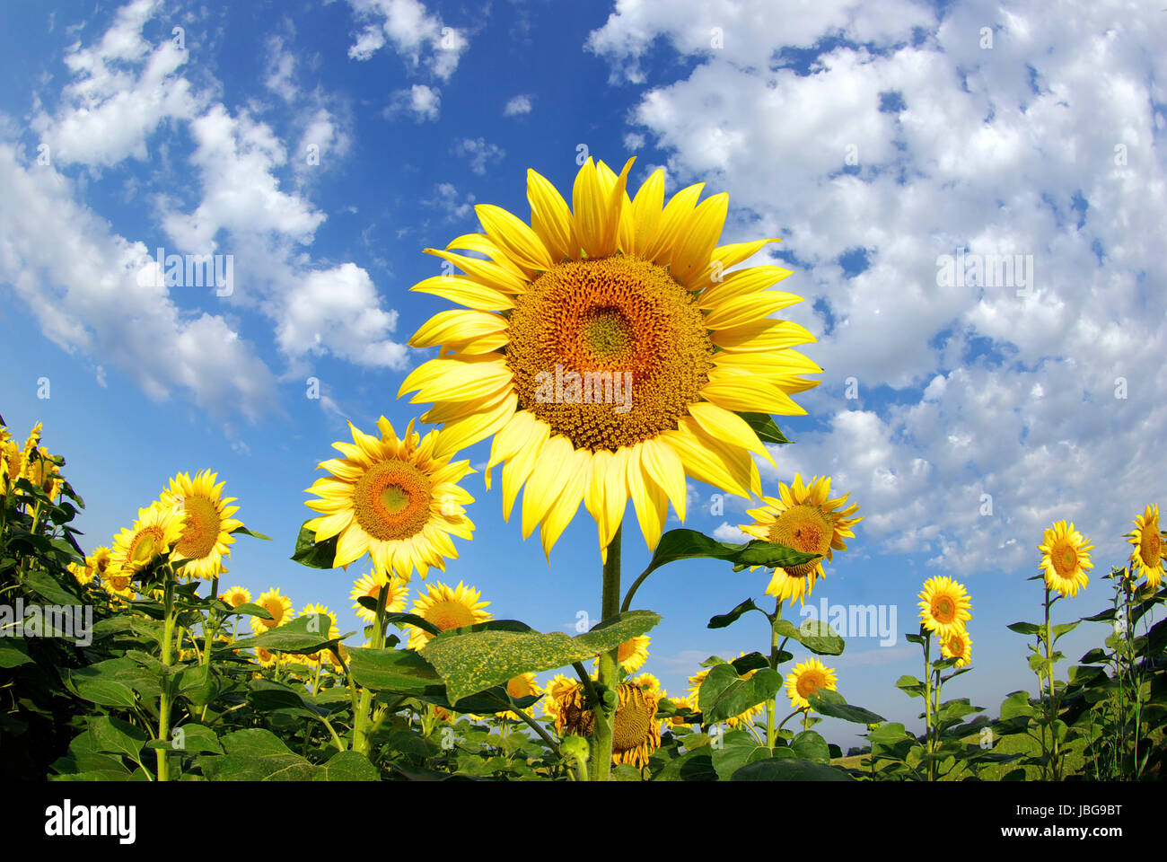 sunflower field over cloudy blue sky Stock Photo - Alamy