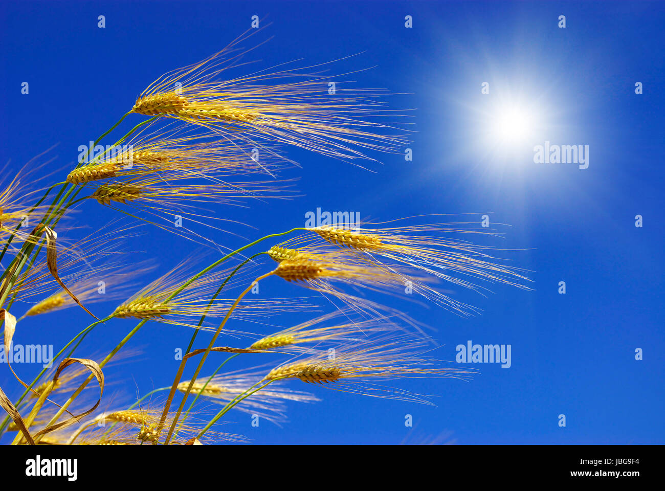 Wheat ears against the blue sky Stock Photo - Alamy