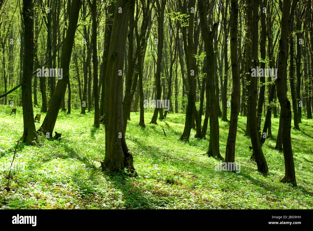 green forest background in sunny day Stock Photo - Alamy