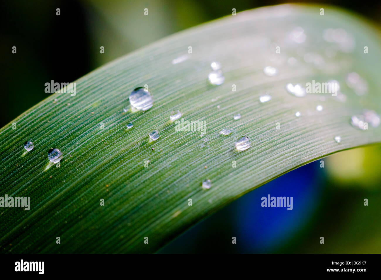 Raindrops on grass leaves after heavy rain Stock Photo Alamy