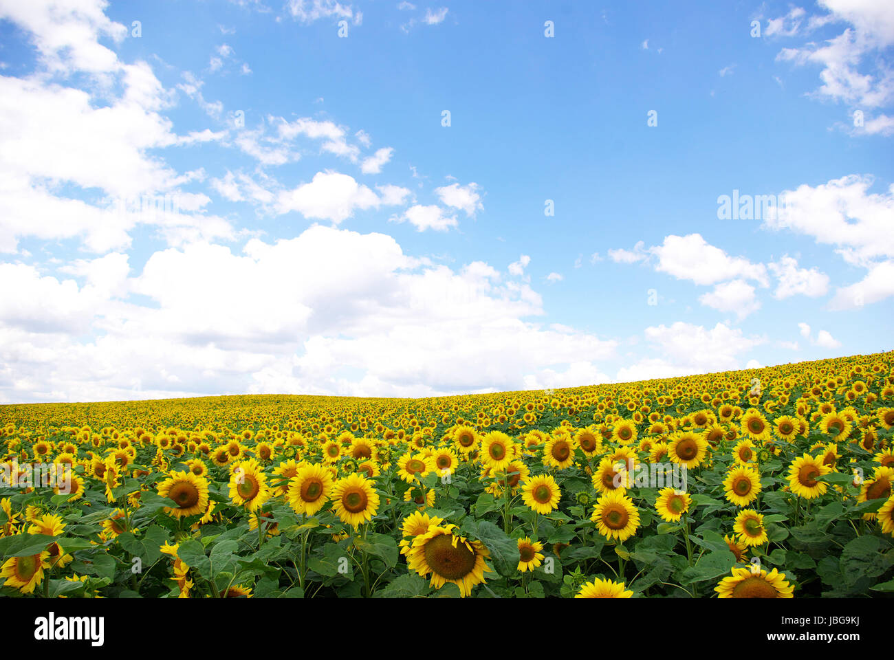 sunflower field over cloudy blue sky Stock Photo - Alamy