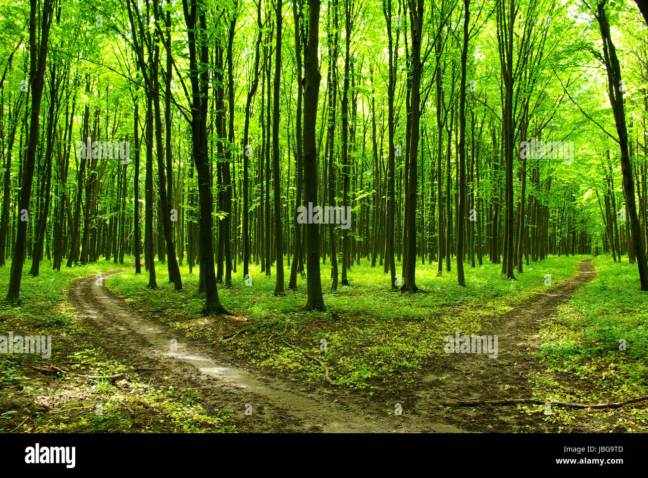 a path is in the green forest Stock Photo - Alamy