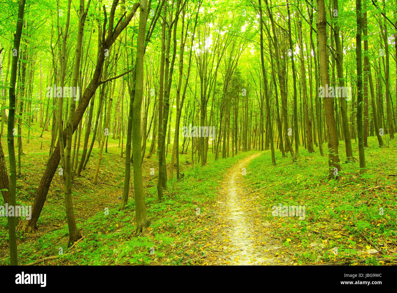 a path is in the green forest Stock Photo - Alamy