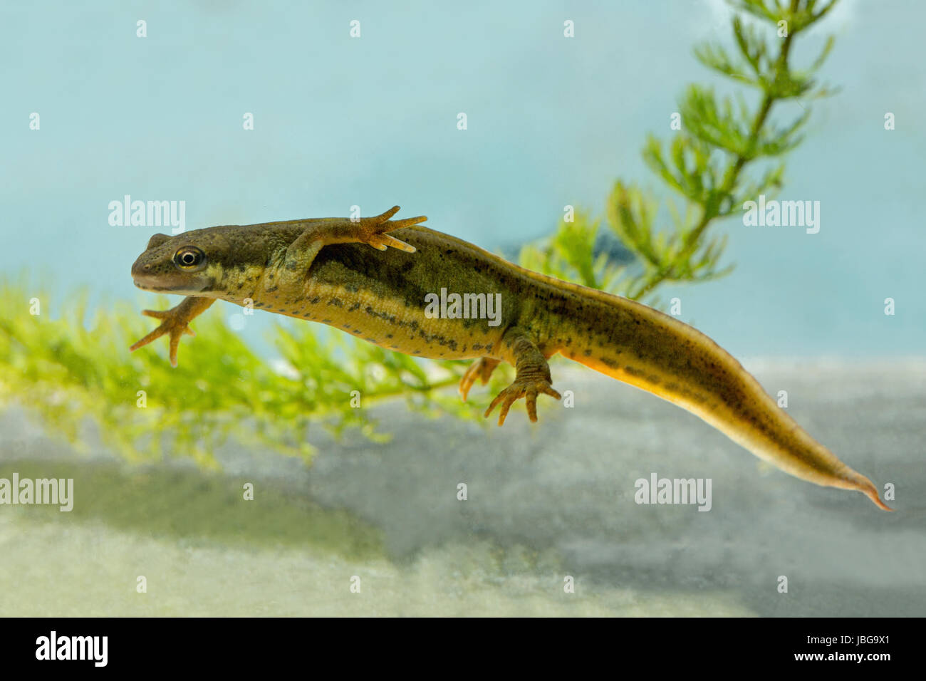 SMOOTH or COMMON NEWT. Lissotriton vulgaris. Adult female in aquatic breeding colour. Stock Photo