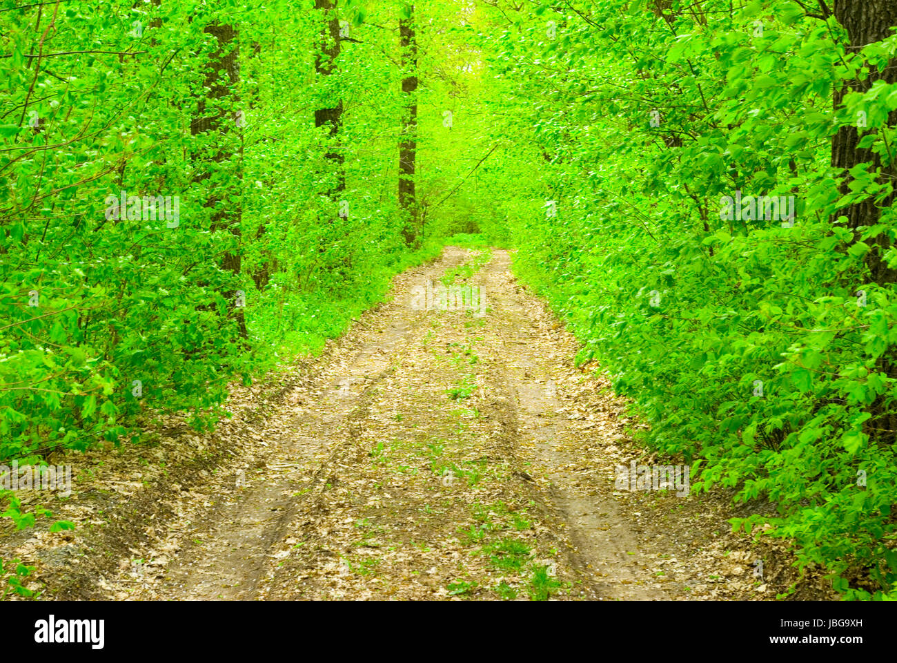 a path is in the green forest Stock Photo - Alamy