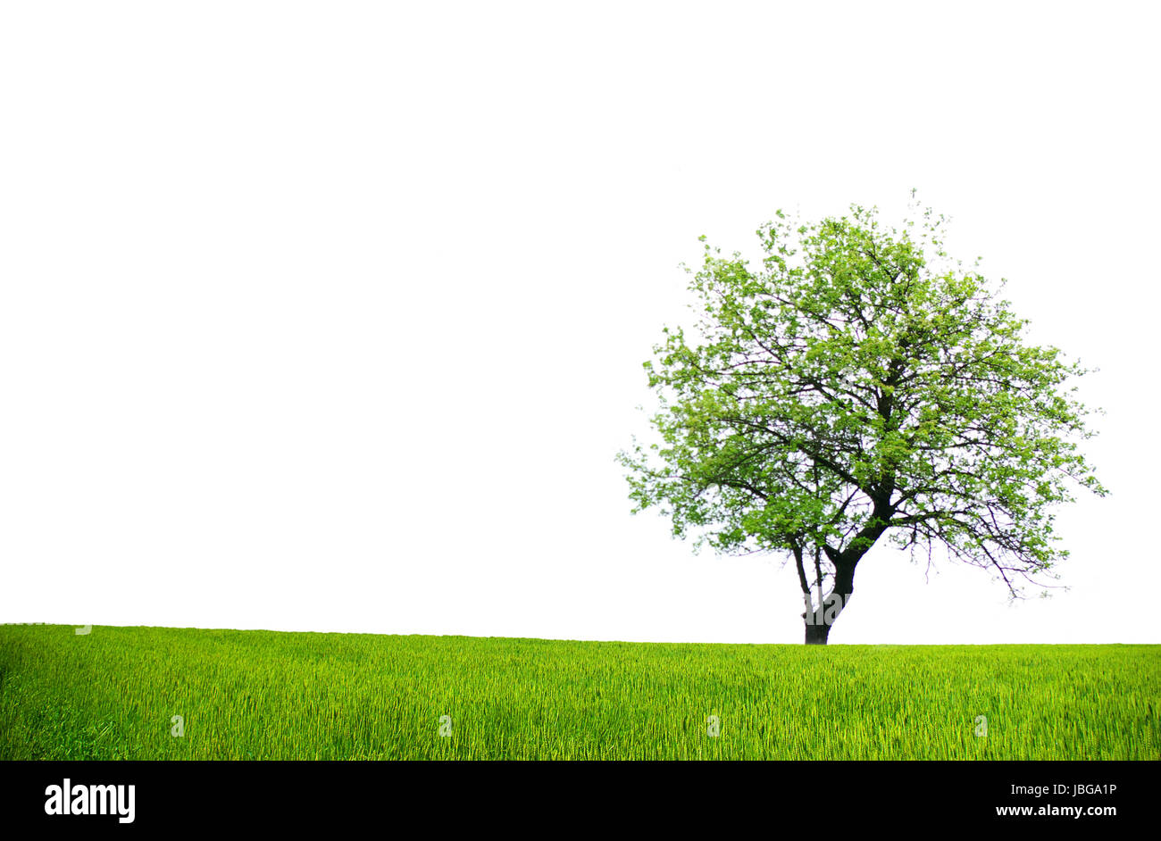 tree with green leaves isolated on white background Stock Photo - Alamy