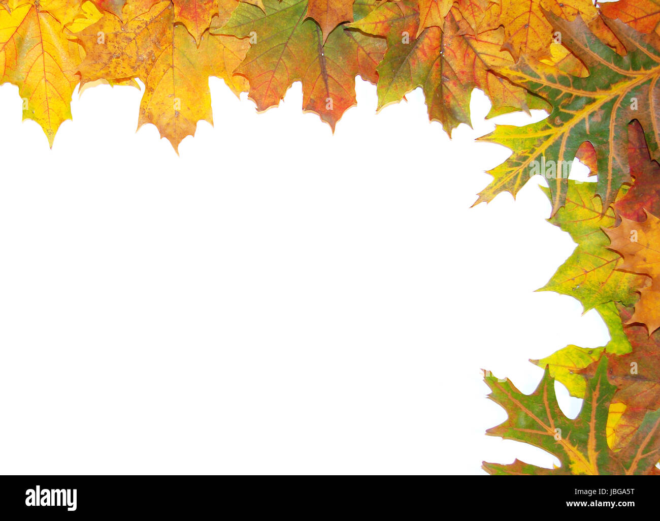 Frame with colored autumn maple leaves - white background Stock Photo ...