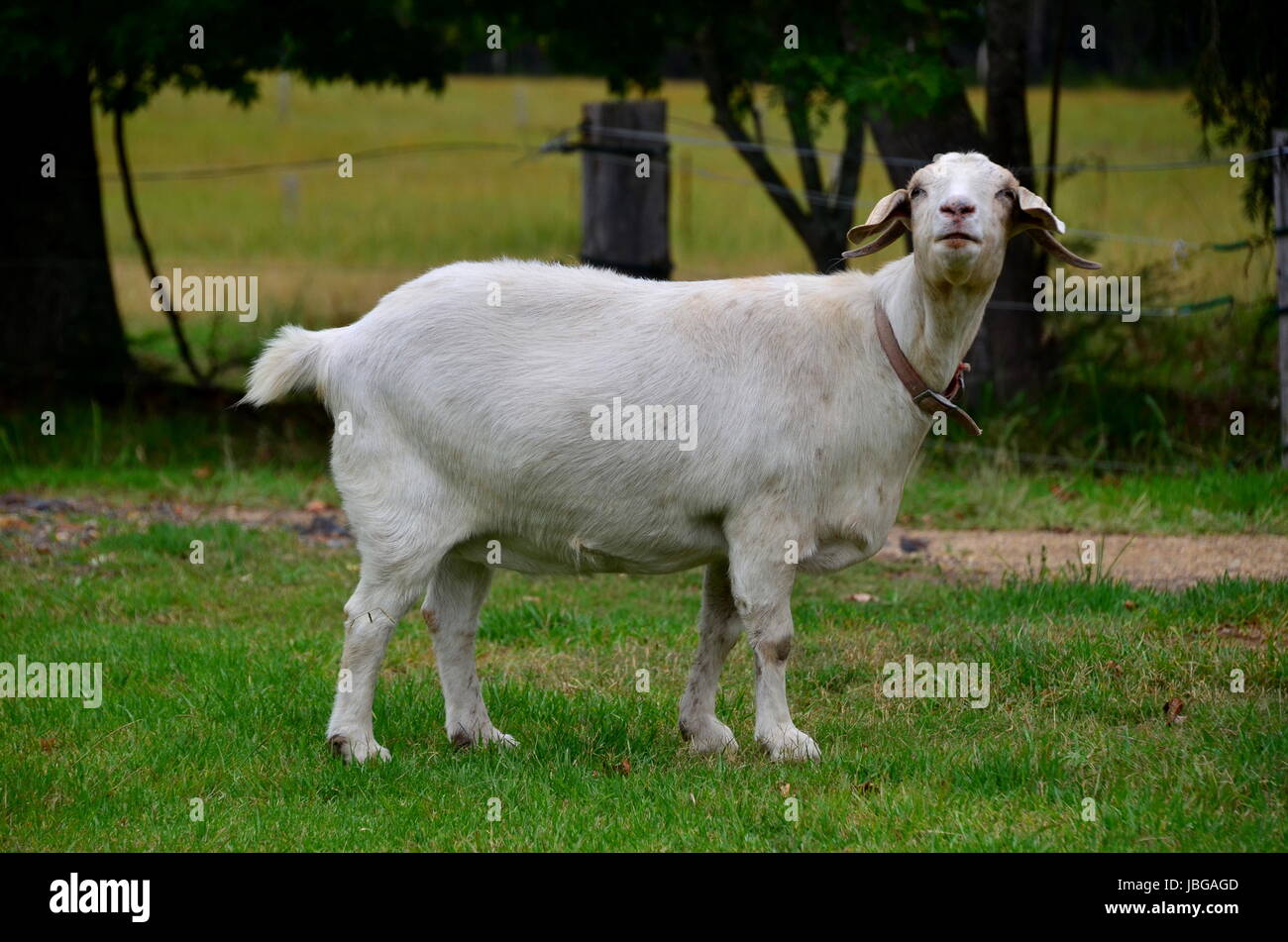 goat with collar Stock Photo Alamy
