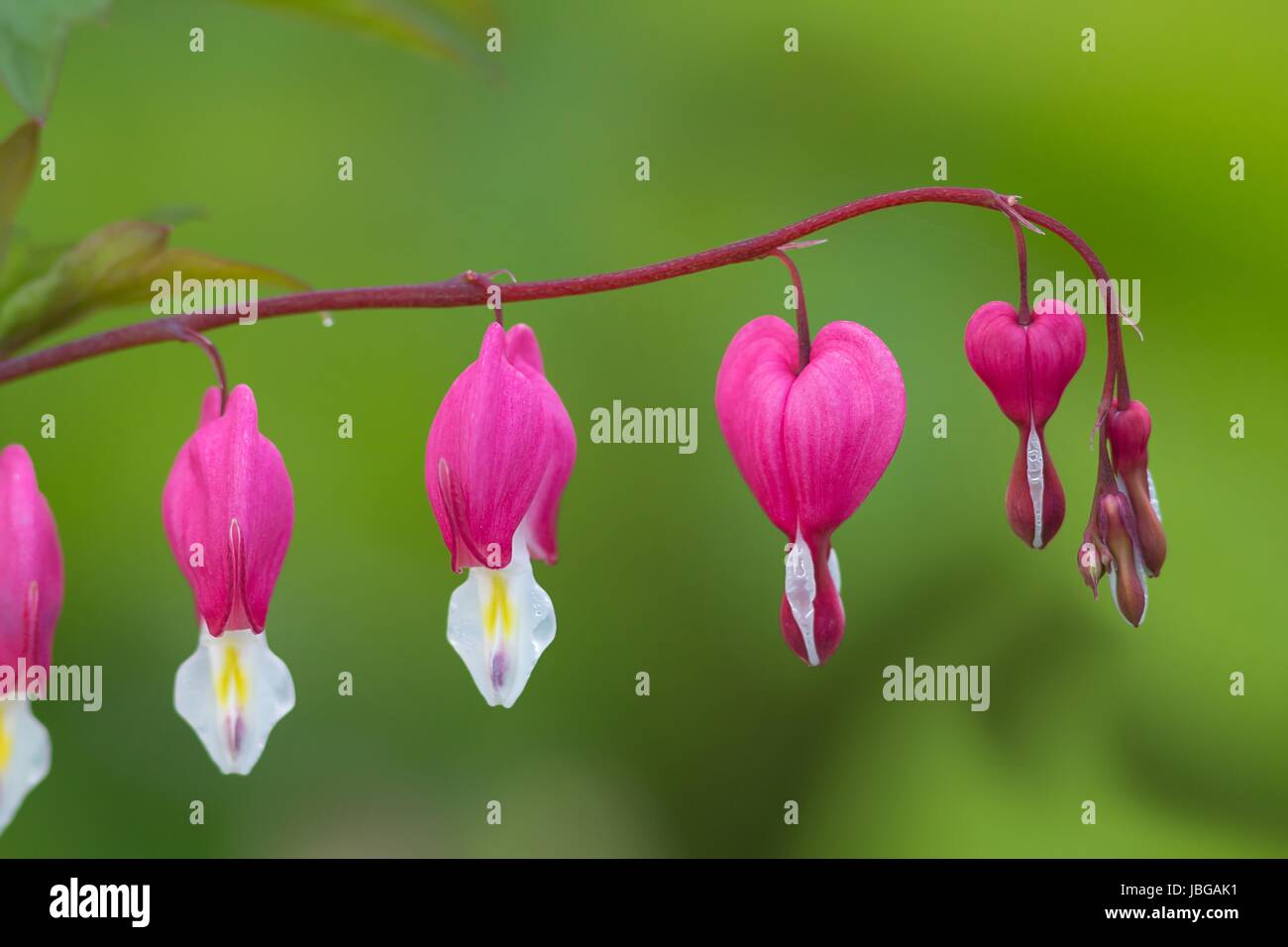 bleeding heart / bleeding heart Stock Photo - Alamy