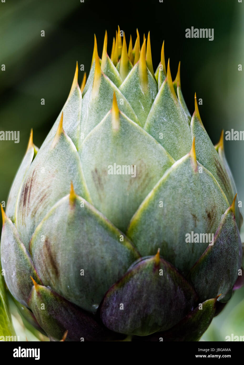 Wild Greek artichokes a lesser known, but very tasty variety only