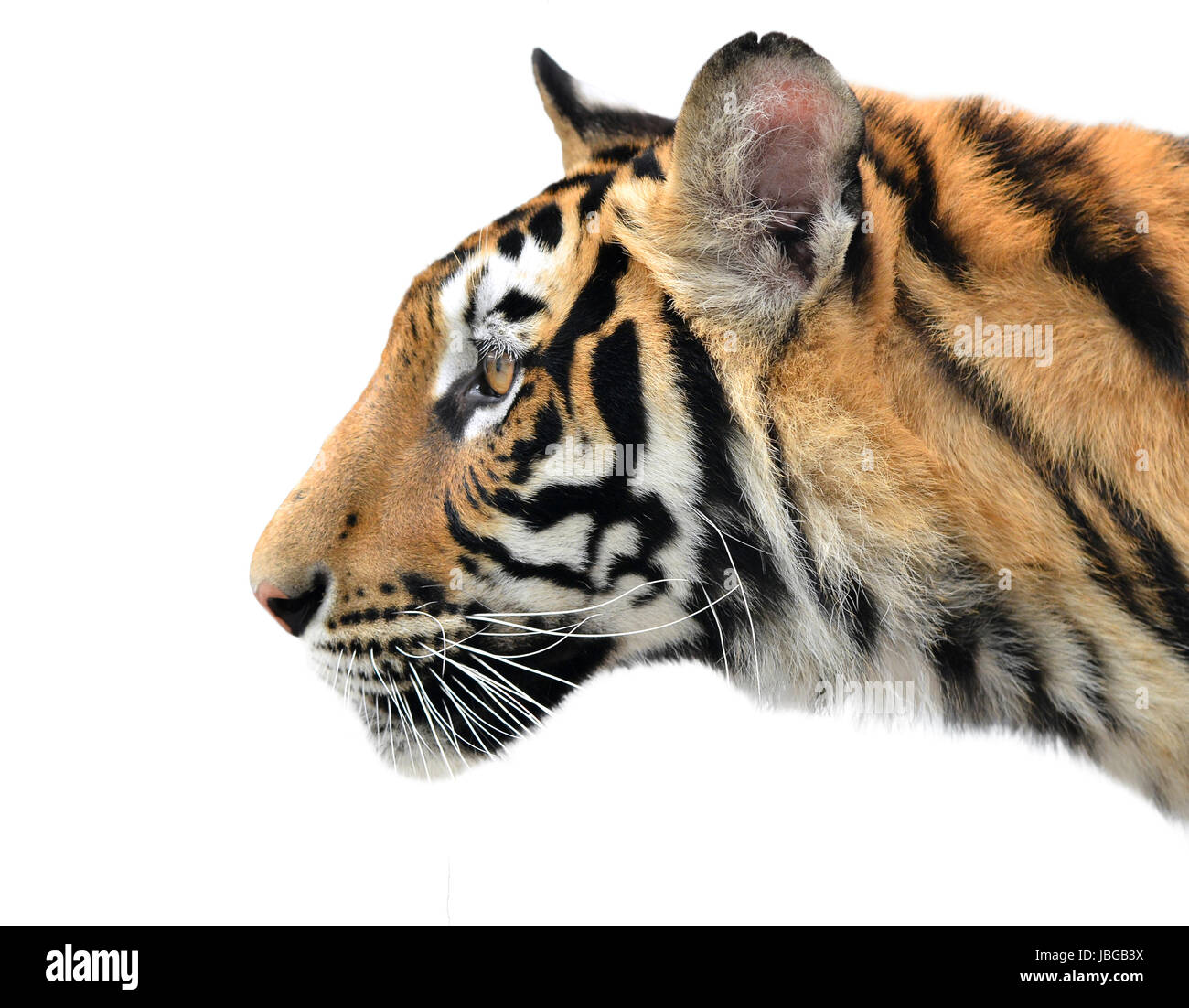 close up of bengal tiger face on white background Stock Photo - Alamy