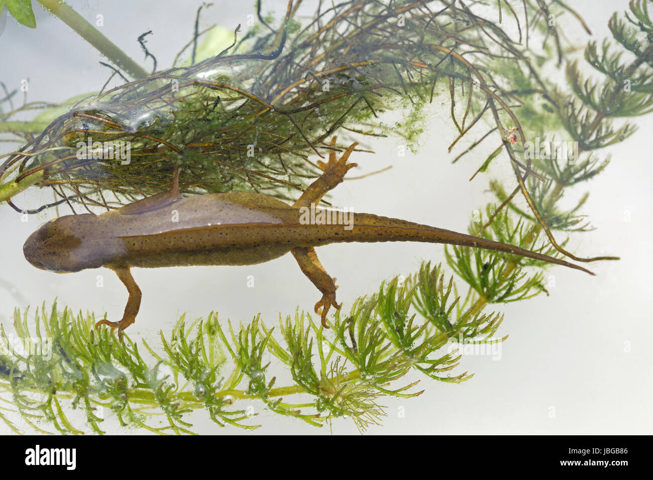SMOOTH or COMMON NEWT. Lissotriton vulgaris. Adult female in aquatic breeding colour. In water, viewed from above. Dorsal view. Stock Photo