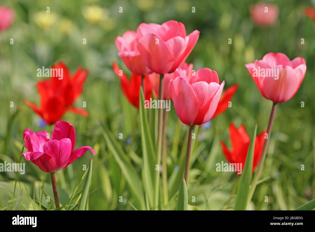 Red coloured rose hi-res stock photography and images - Alamy