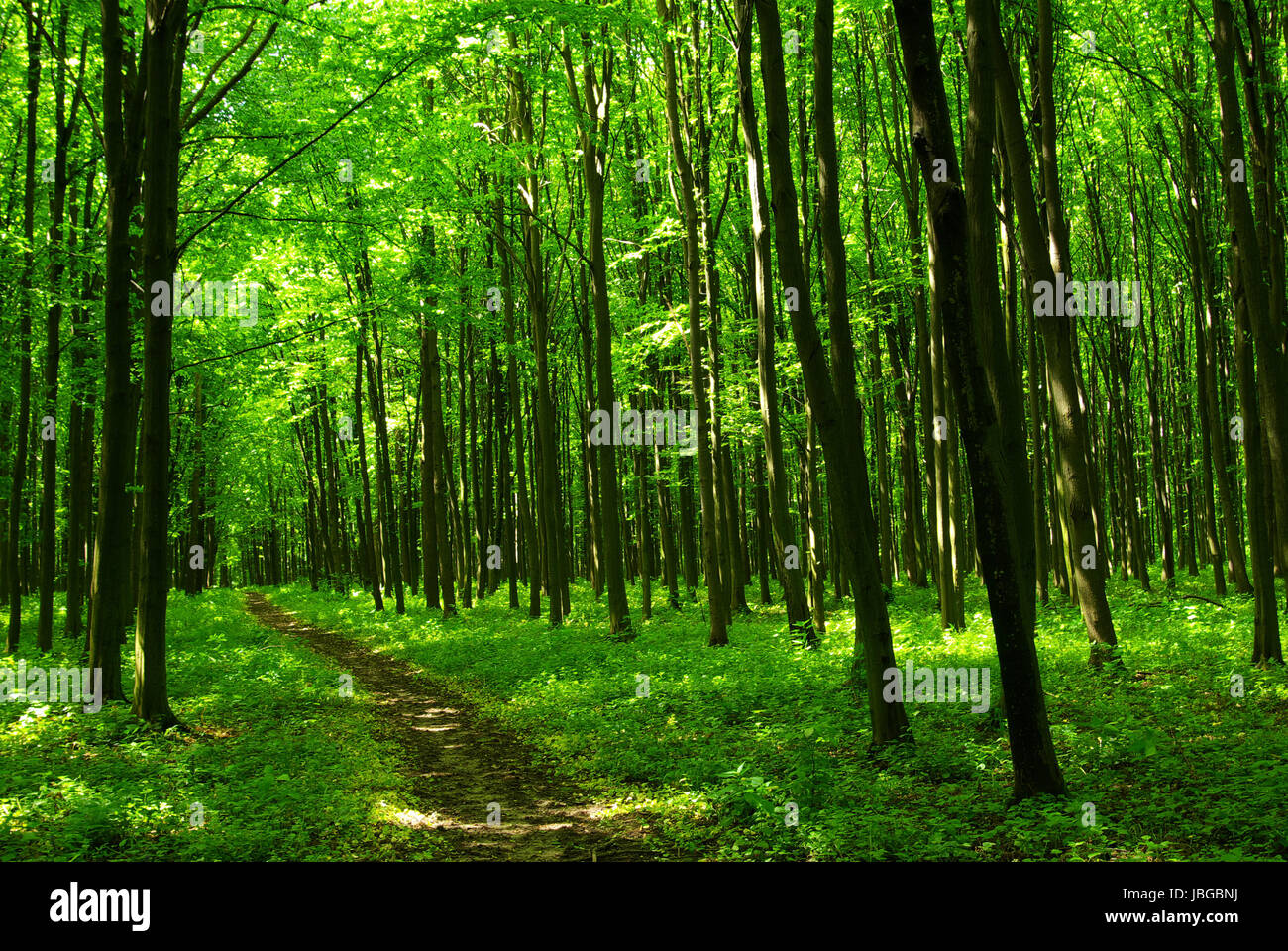 a path is in the green forest Stock Photo - Alamy