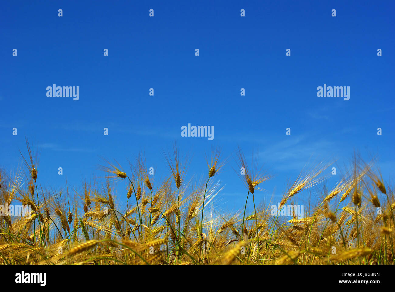 Wheat ears against the blue sky Stock Photo - Alamy