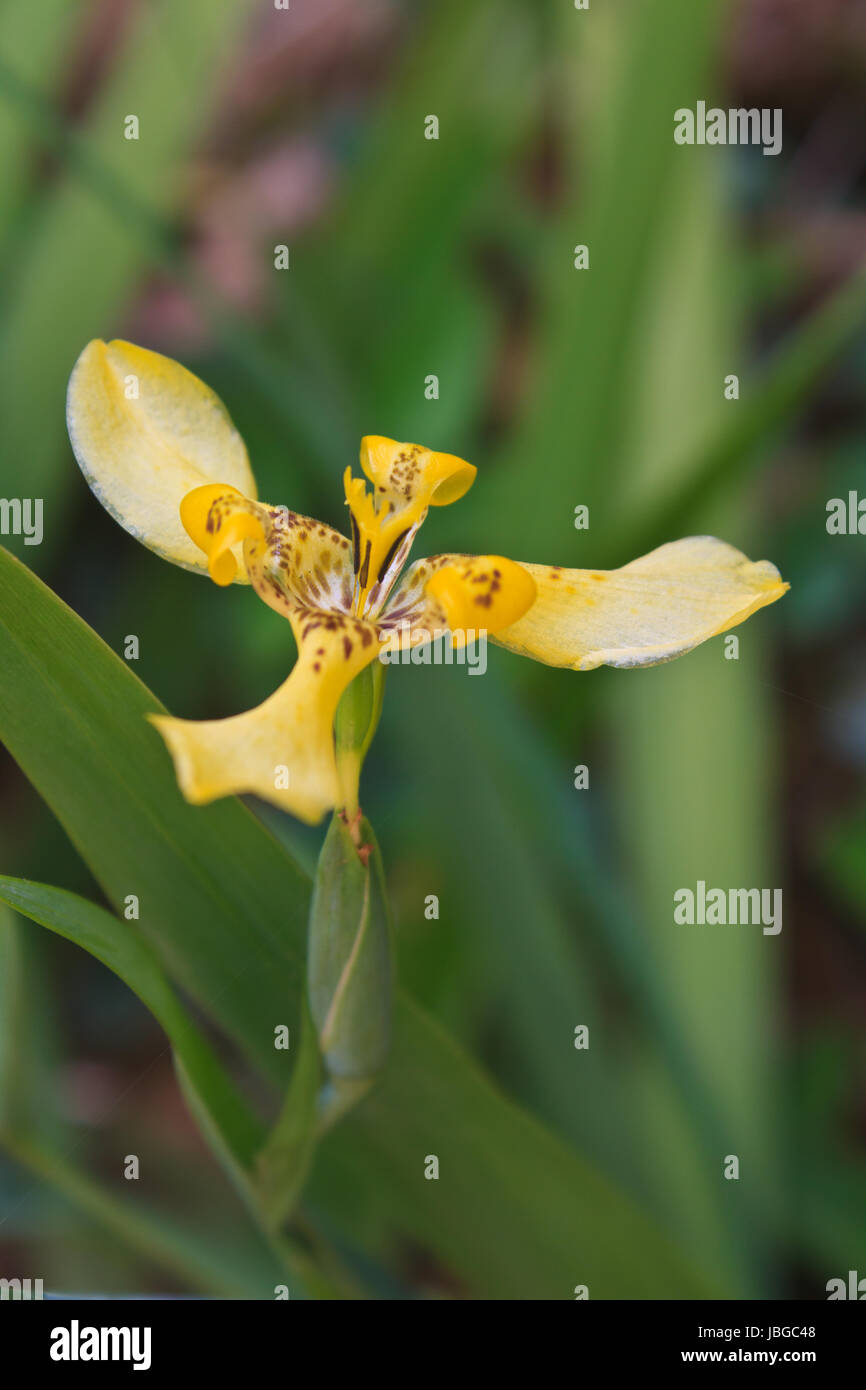 Walking Iris High Resolution Stock Photography And Images Alamy