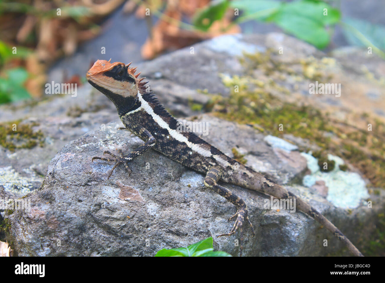 Greater spiny lizard, Acanthosaura armata, black faced lizard, masked spiny lizard, tree lizard Stock Photo