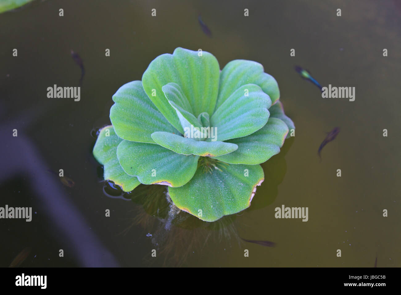 leaves of green water fern, mosquito fern close up floating in a garden pond Stock Photo