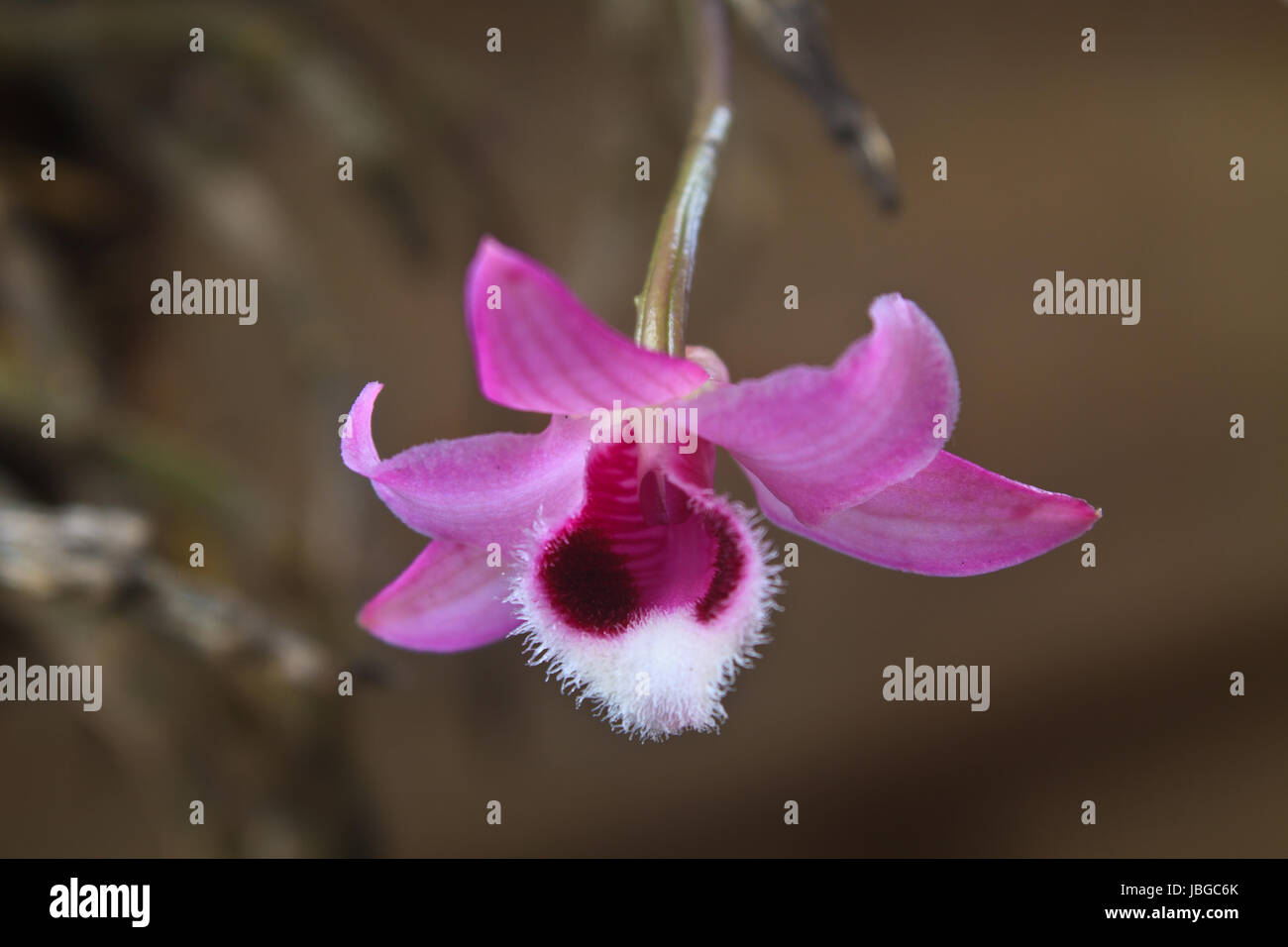 Dendrobium parishii Rare species wild orchids in forest of Thailand Stock Photo