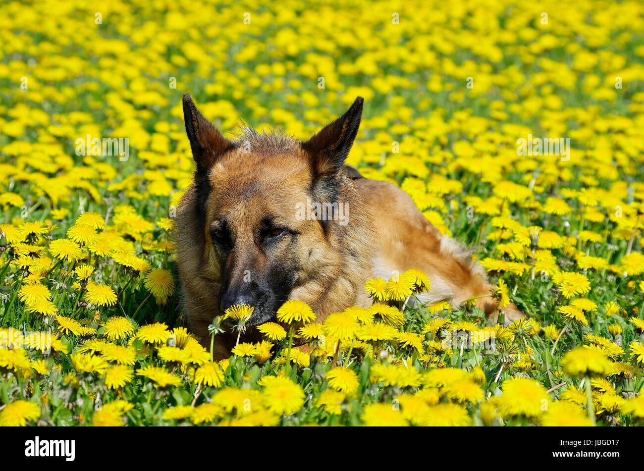 pedigree dog butterblumen Stock Photo