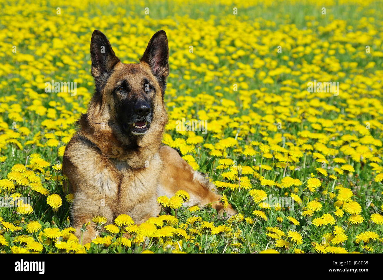 pedigree dog meadow Stock Photo