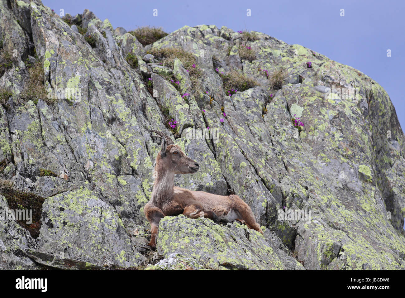 Ibex, Capra Ibex, laying on high mountain cliffs with blue sky and flowers Stock Photo