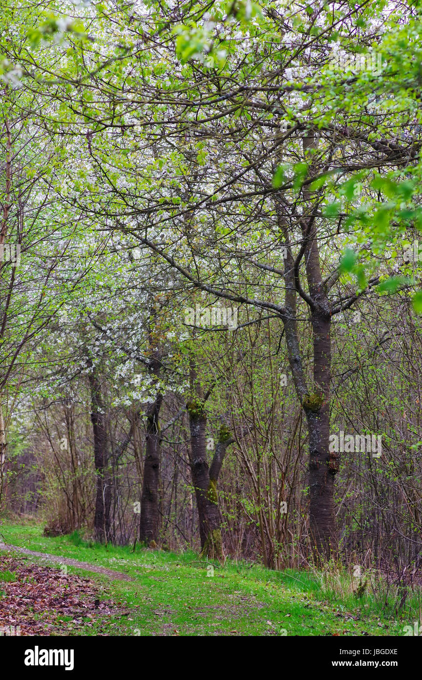Frühlingsstimmung in der Natur Stock Photo