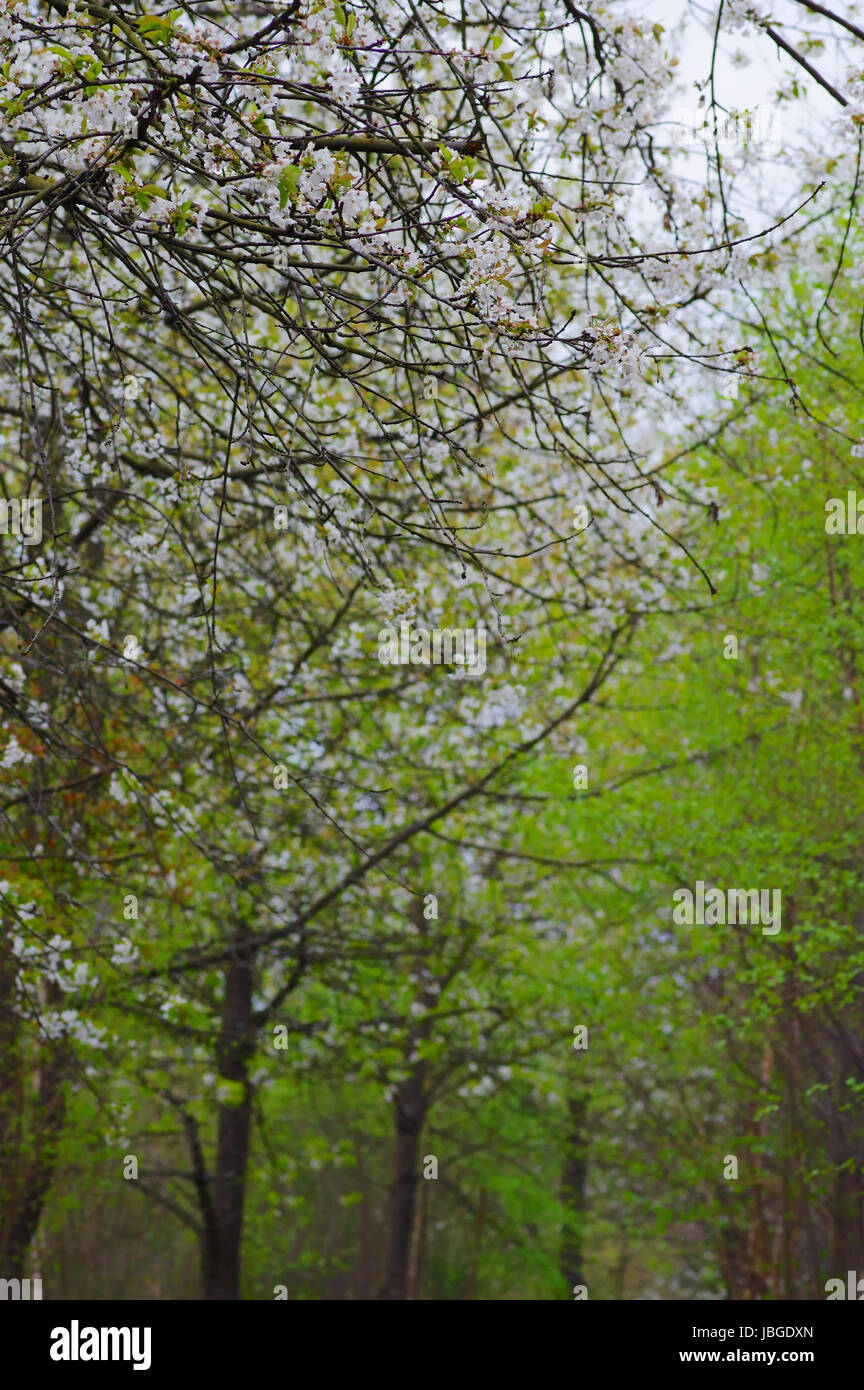 Frühlingsstimmung in der Natur Stock Photo