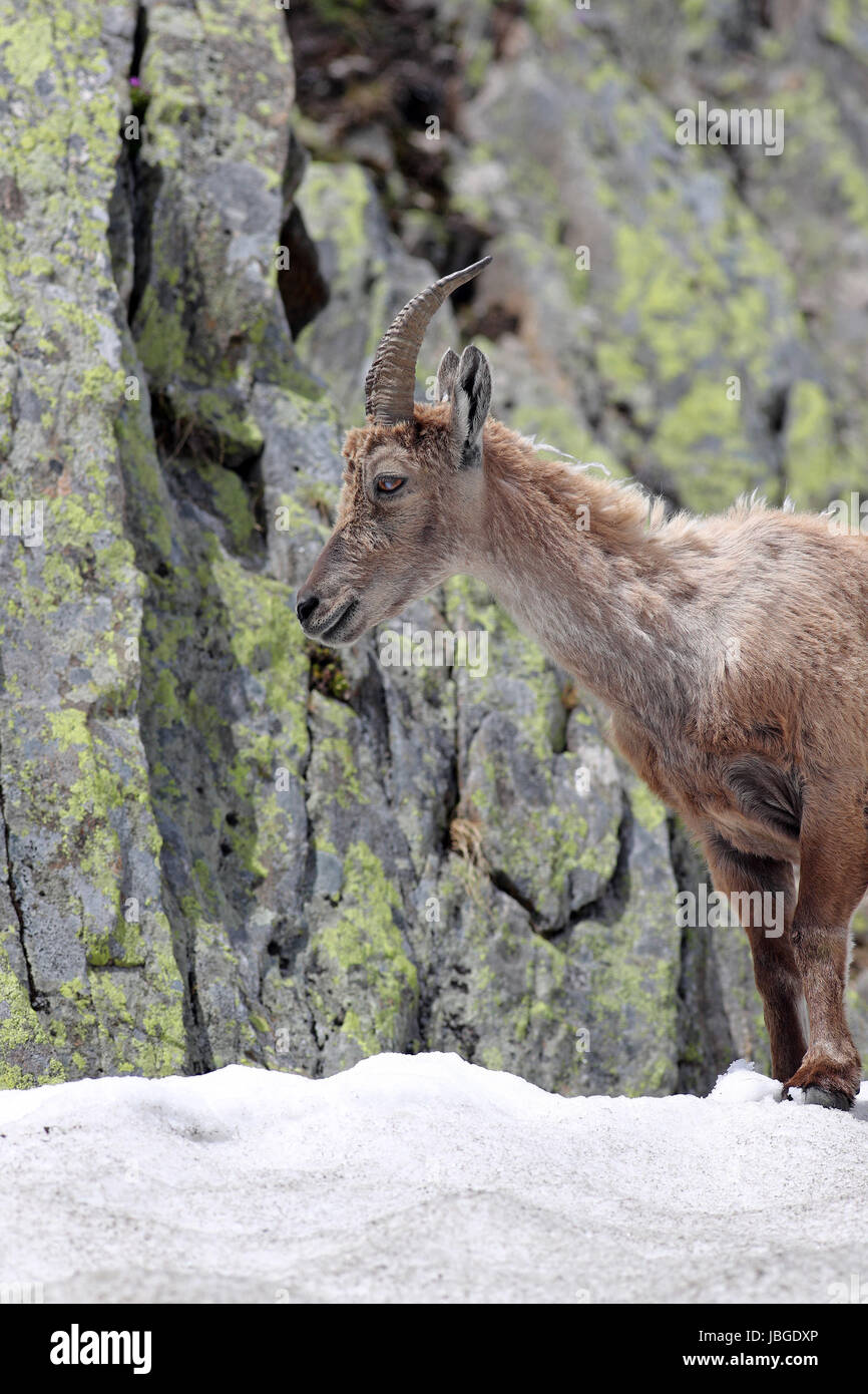 Ibex, Capra Ibex, standing in snow high against mountain cliffs covered in lichens Stock Photo