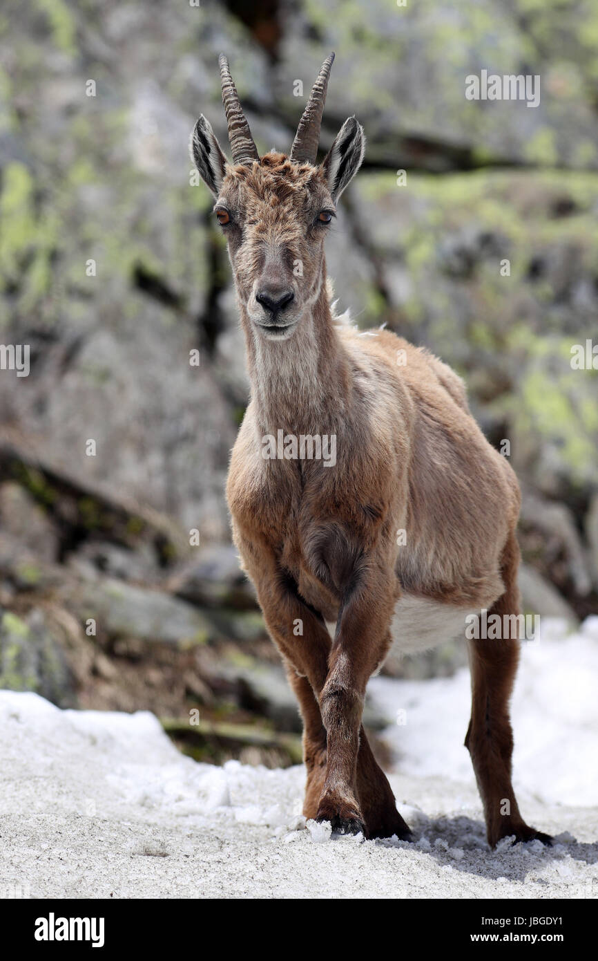 Ibex, Capra Ibex, standing in snow high against mountain cliffs covered in lichens Stock Photo