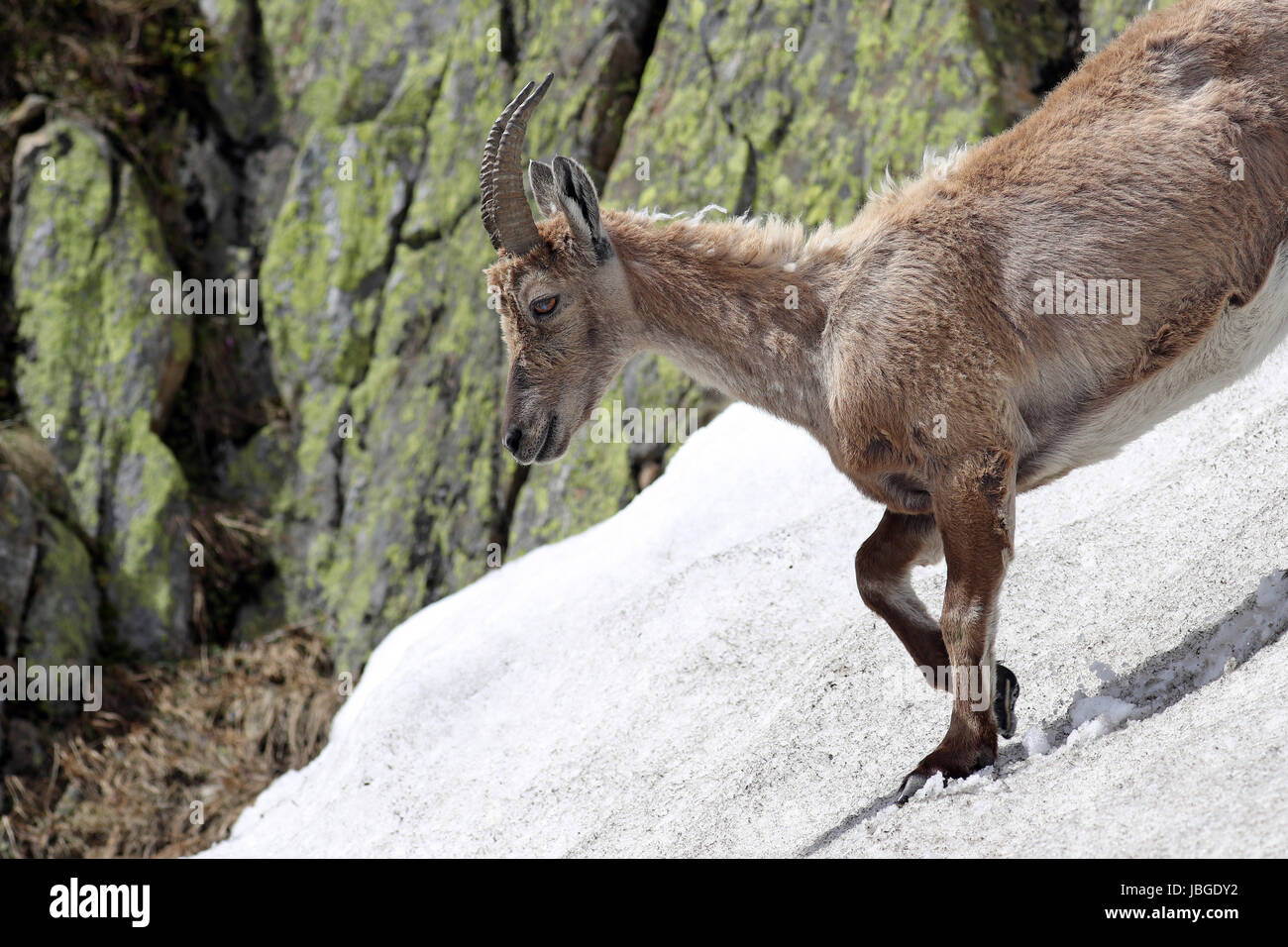 Ibex, Capra Ibex, walking down a steep snowy slope against mountain cliffs covered in lichens Stock Photo